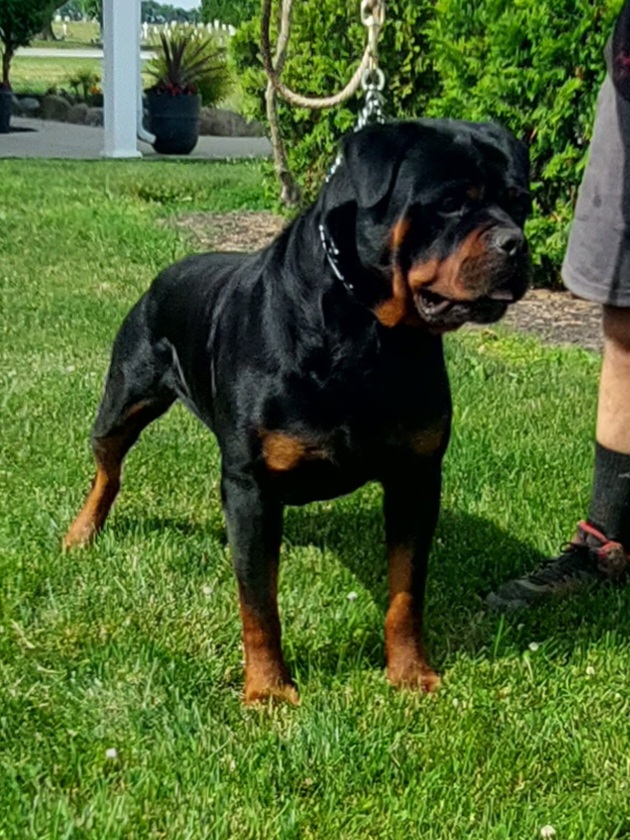 Biffer, the AKC Rottweiler sire at Raber's Rottweilers